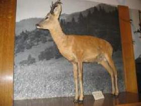 Obzok 5
